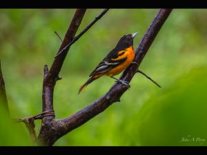 Baltimore Oriole